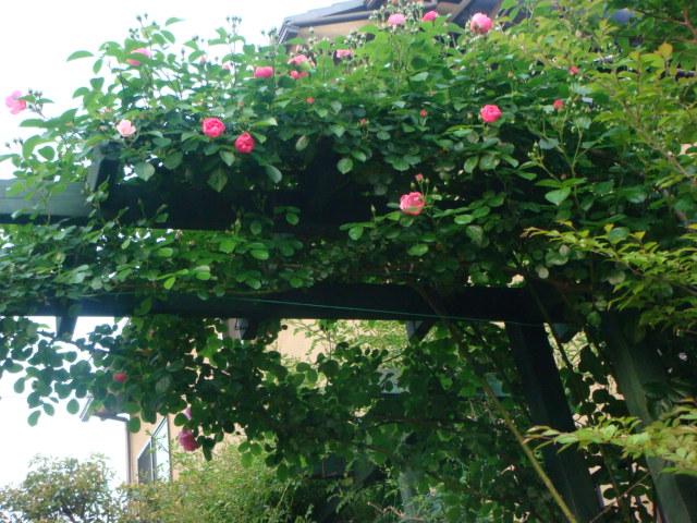 f0137694_1848534.jpg