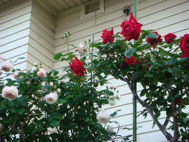 f0137694_18495050.jpg