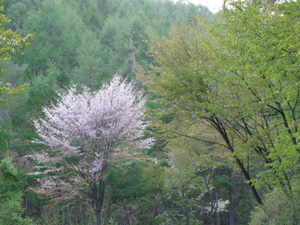 新緑と桜の花盛りのチェリーパークライン_e0120896_8294818.jpg