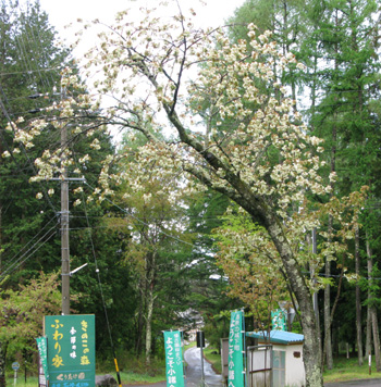 新緑と桜の花盛りのチェリーパークライン_e0120896_8315915.jpg