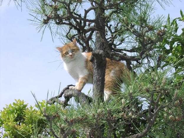 お稲荷さんで猫さん_a0053598_2175617.jpg