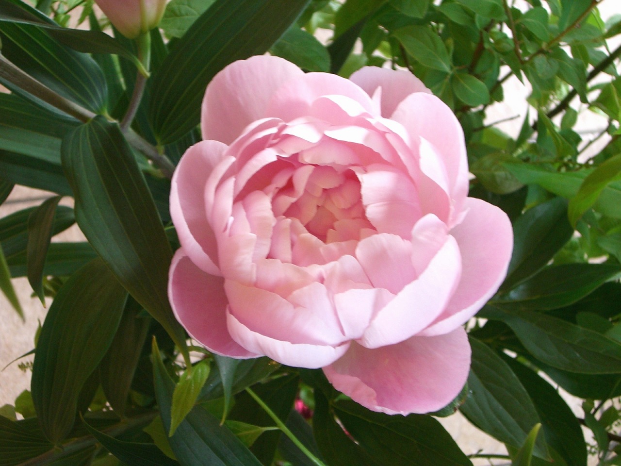 芍薬 ルーズベルト Hanatsudoi