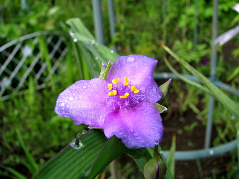 a0004023_804310.jpg