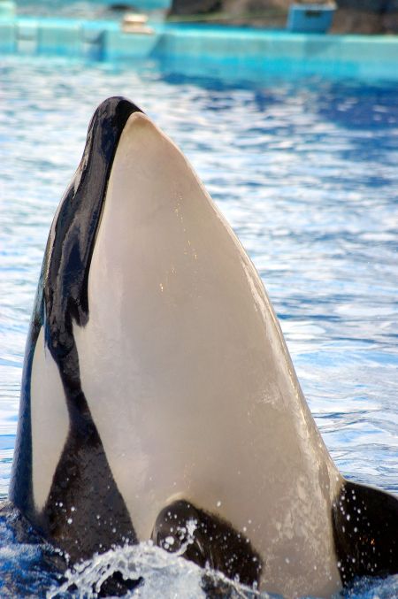 名古屋港水族館 シャチのクーちゃん : リズムのある暮らし