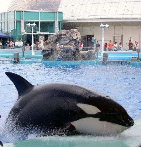 名古屋港水族館 シャチのクーちゃん : リズムのある暮らし