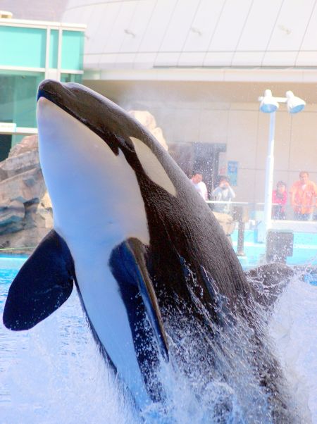 名古屋港水族館 シャチのクーちゃん リズムのある暮らし