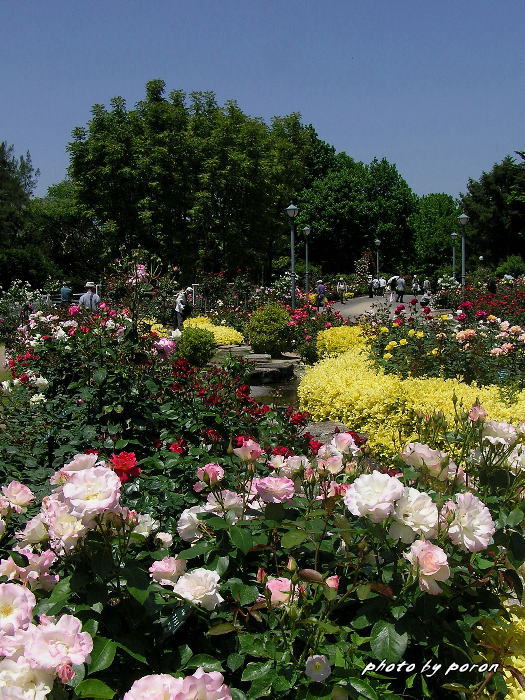 鶴見緑地（大阪花博覧会記念公園）の薔薇園に出かけました。_c0137342_8535676.jpg