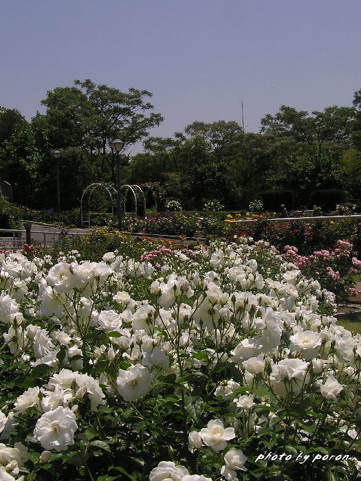 鶴見緑地（大阪花博覧会記念公園）の薔薇園に出かけました。_c0137342_8582528.jpg