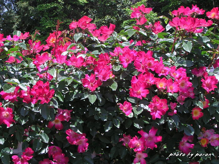 鶴見緑地（大阪花博覧会記念公園）の薔薇園に出かけました。_c0137342_8585335.jpg