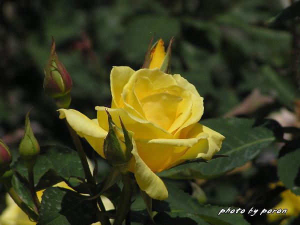 鶴見緑地（大阪花博覧会記念公園）の薔薇園に出かけました。_c0137342_9121115.jpg