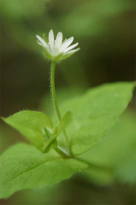 ミヤマハコベ 花言葉ー密会ー 自然を撮る 花と木 自然を撮る 植物編