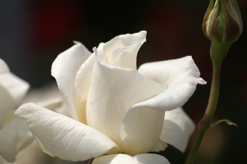 大船フラワーセンターの薔薇_e0140650_17545735.jpg