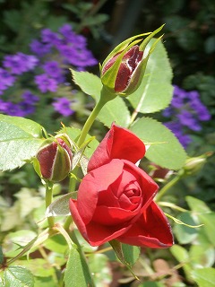 Rose-Rose-Rose..._f0167681_13442745.jpg