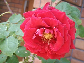 Rose-Rose-Rose..._f0167681_13551515.jpg