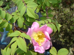 2008年5月15日 いかんいかん、なんだかうだうだしてしまっている。。。 _b0098584_932825.jpg