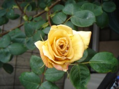 2008年5月15日 いかんいかん、なんだかうだうだしてしまっている。。。 _b0098584_9344394.jpg