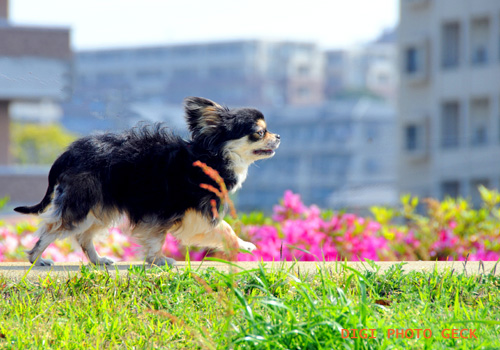 ＦＯＡＳのマスコット犬 “ぺこ” お散歩だ～い好き　～★_d0147591_22183784.jpg