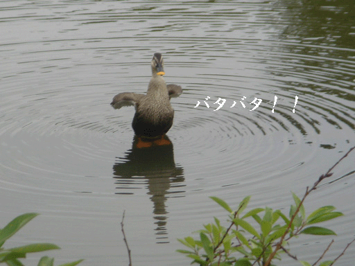 e0126094_911032.gif