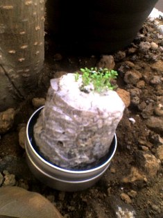 c0099395_956145.jpg
