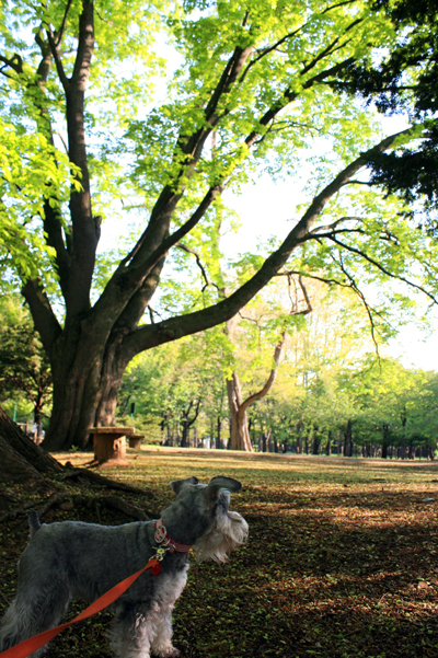 円山公園♩&動物病院♩_f0001895_12215618.jpg