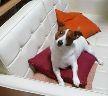 f0146198_1533019.jpg
