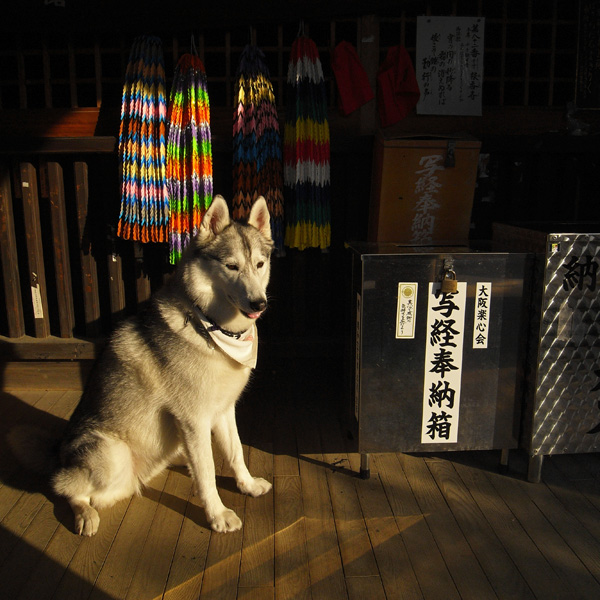 出たな! 化けもの! ~4月23日 根来寺_c0049299_21524095.jpg
