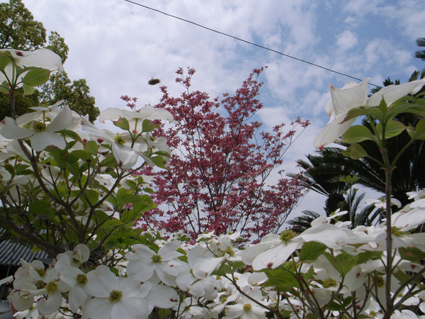 出たな! 化けもの! ~4月23日 根来寺_c0049299_2155547.jpg