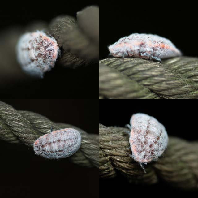 全身白い粉 で覆われた虫 昆虫ブログ むし探検広場