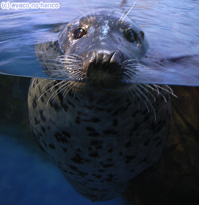 フォト：新江ノ島水族館noあざらし_f0079110_2355458.jpg