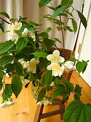 c0004024_15135987.jpg
