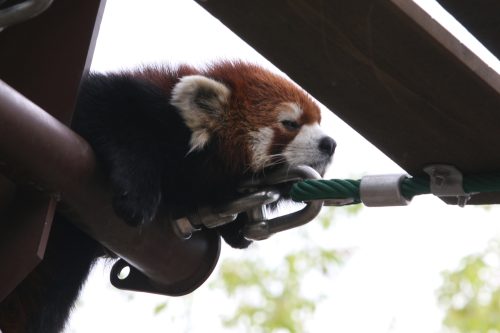 旭山動物園～レッサーパンダ～_b0006537_20542727.jpg