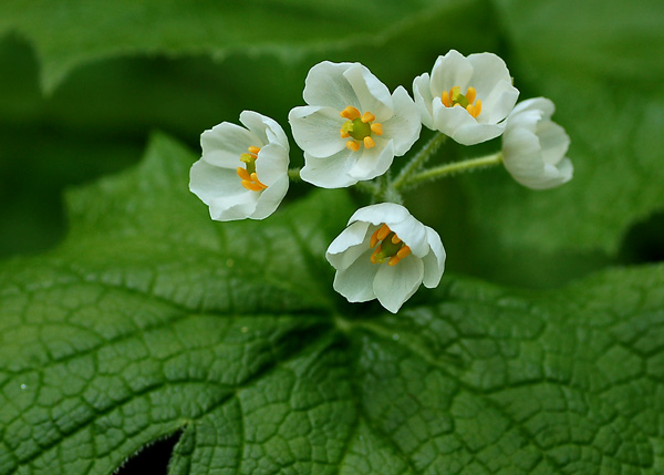 サンカヨウ 蝴蝶の夢 サンカヨウ 蝴蝶の夢