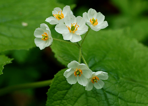 サンカヨウ 蝴蝶の夢 サンカヨウ 蝴蝶の夢