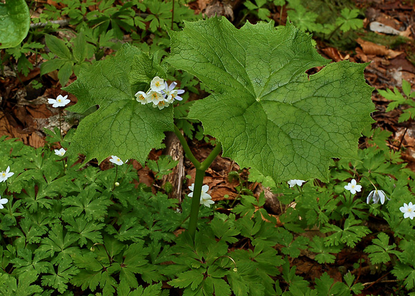 サンカヨウ 蝴蝶の夢