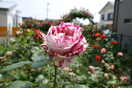 初夏の花たち_f0031546_15361975.jpg