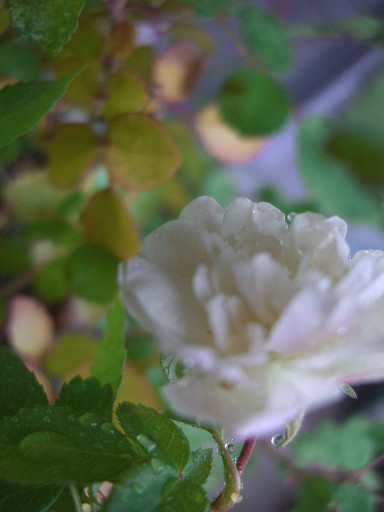 f0072846_02206.jpg
