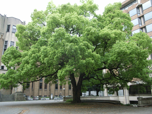 a0085151_10431925.gif