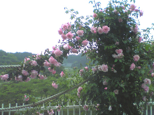 b0005652_22475015.jpg