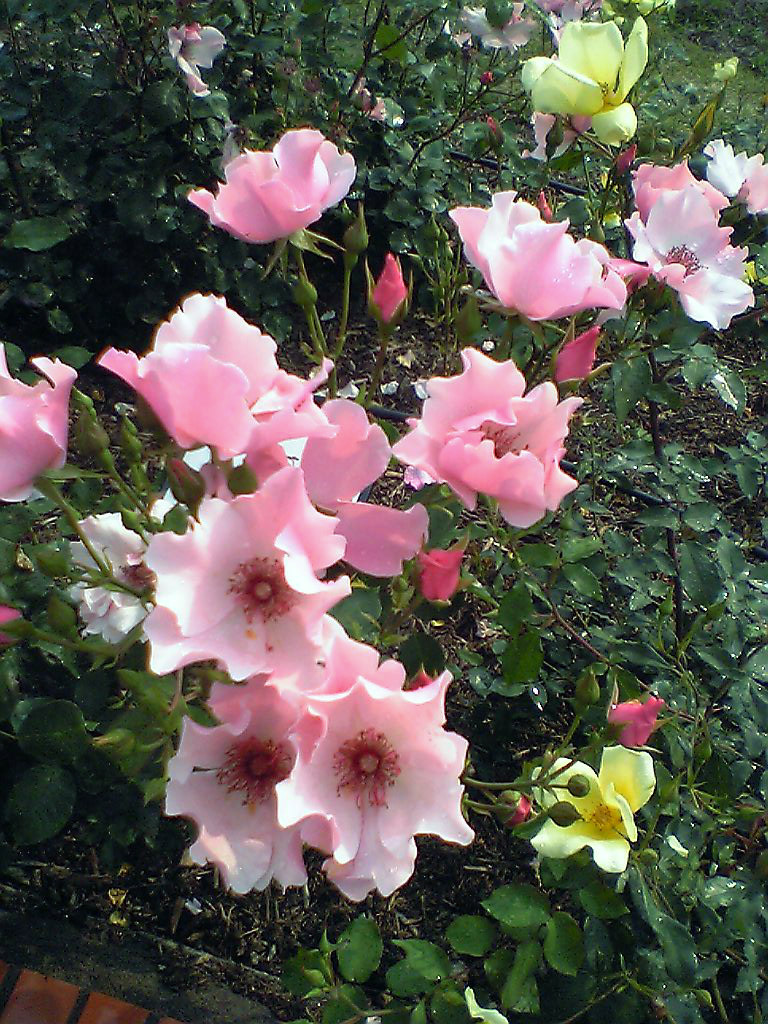 b0005652_2253343.jpg
