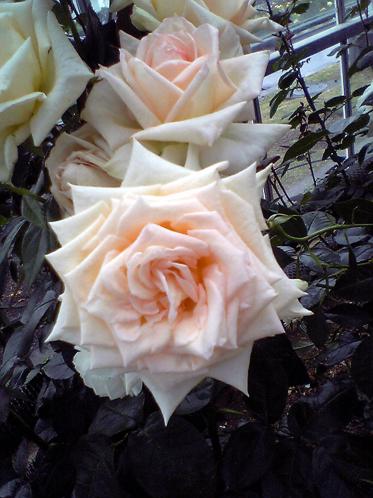 b0005652_23185552.jpg