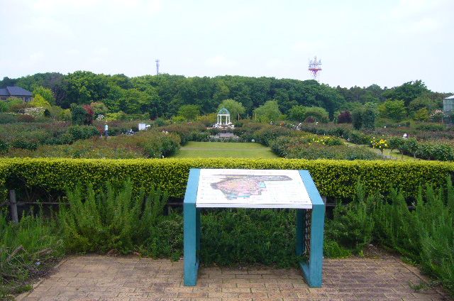 2008年5月17日(土)寅ちゃんと実家と京成バラ園!_f0060461_17202139.jpg