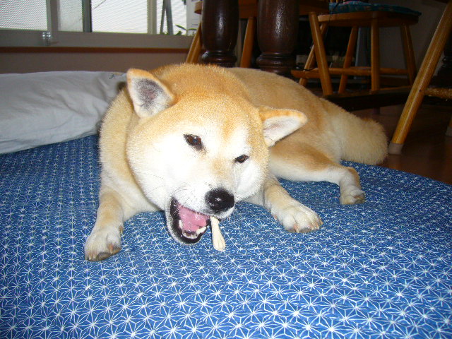 2008年5月17日(土)寅ちゃんと実家と京成バラ園!_f0060461_1742620.jpg