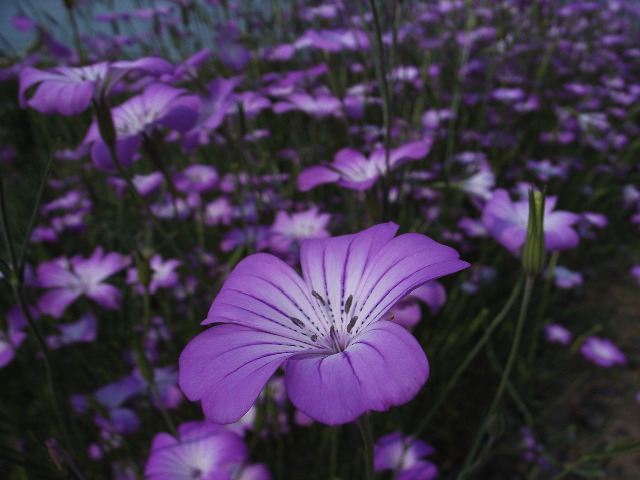 紫色の花が咲きました　GRDの雰囲気ある写真　（埼玉県　上里町）_c0153764_18194918.jpg