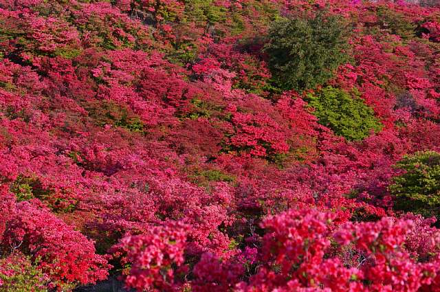 葛城山　～つつじ②～_a0056769_3423146.jpg