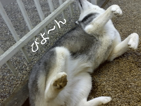 d0087675_235615100.gif