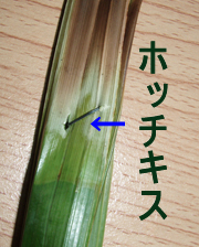 カノム・ジャ~~~♪_f0144385_18134390.jpg