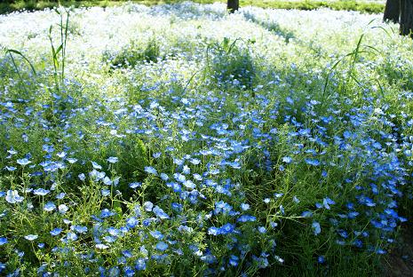 5月６日（火曜日）祭日の昭和記念公園　　　_d0025894_2342459.jpg