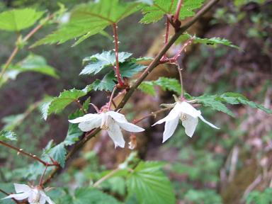 金時山の花 Vol .36 ー山のモラルー _e0024094_156546.jpg