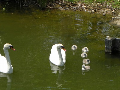 baby birds_f0126994_19255787.jpg