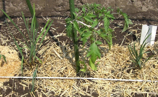 ニラはトマトやナスのコンパニオンプランツ おいしい野菜の栽培日記 ーボカシの独り言ー